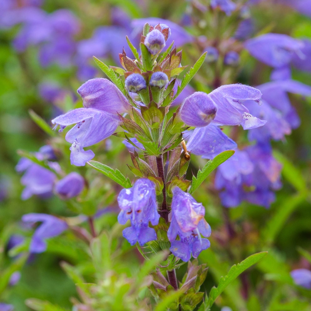 Moldavian Essential Oil-5Ml Blended With Israeli Golden Jojoba Oil
