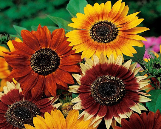 Decorative Sunflower Blend 2G/50 Organic Seeds - Helianthus Annuus Gmo Free