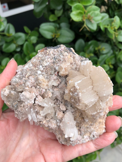 Rare Rams Horn Selenite in Matrix