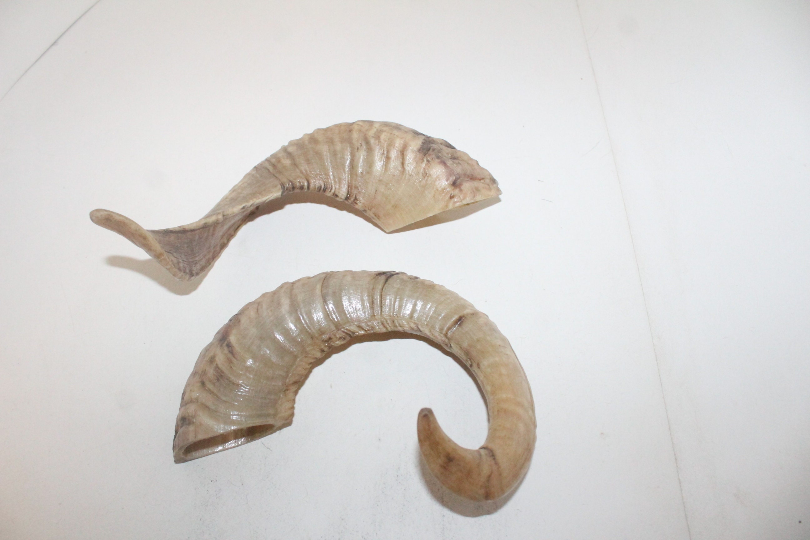 2 Sheep Horns 306 Polished Sheep Ram