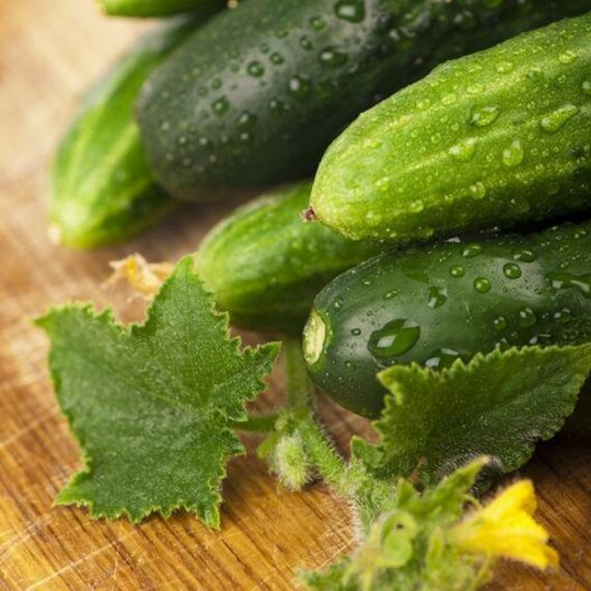 Usa Seller Long Green Improved Cucumber 25 Seeds Heirloom