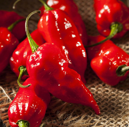 The Perfect Spicy Pepper Blend - Poblano Ancho, Cayenne, Ghost Pepper- 3 Live Plants