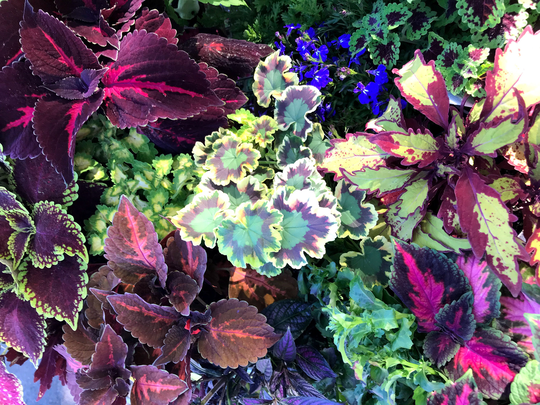Coleus | Seeds Vomov Master Blend | Coleu Seed Variety