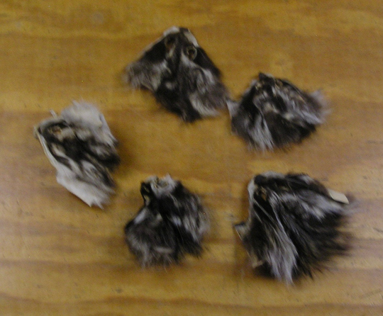 5 #2 Raccoon Faces