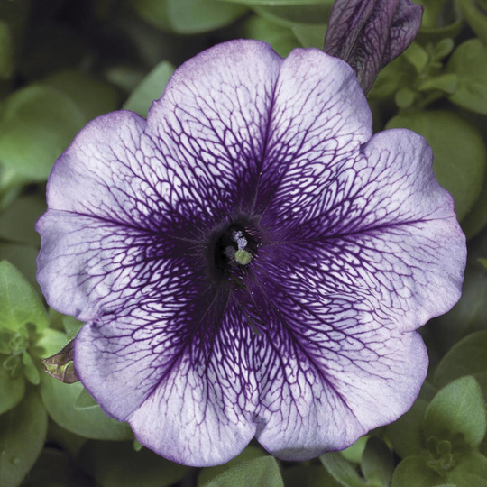 Petunia Seeds Hurrah Blue Vein 50 Pelleted Flower Seeds