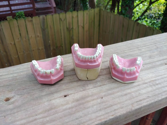 Vintage Dentist Medical Denture Teeth Mouth Display
