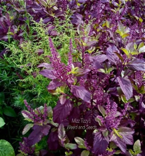 Tulsi Seeds, "Krishna" - Purple Medicinal Herb Seeds