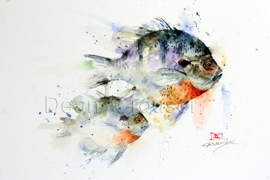 Bluegill Sunfish Watercolor Print By Dean Crouser