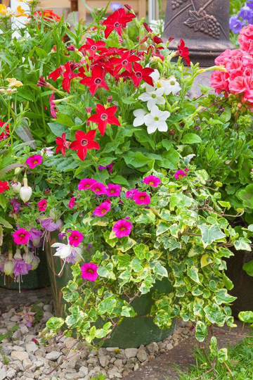 Jasmine Decorative Tobacco Flowers Blend 1G/1000 Organic Seeds - Nicotiana Alata Gmo Free