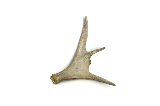 Moose Antler/Shed Natural | #663