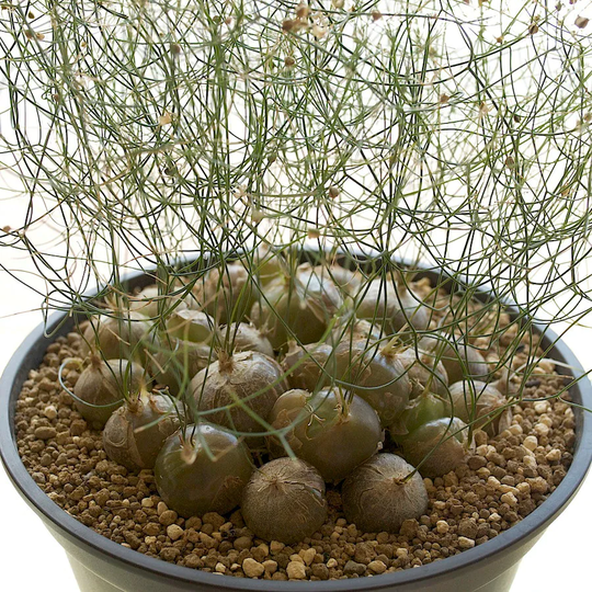 Schizobasis Intricata African Succulent Fresh 5 Seeds Very Rare