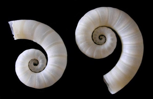 Rams Horn Squid~Spirula Spirula ~ | 3/4" Craft & Jewelry Sea Shell Supplies~(5 Shells