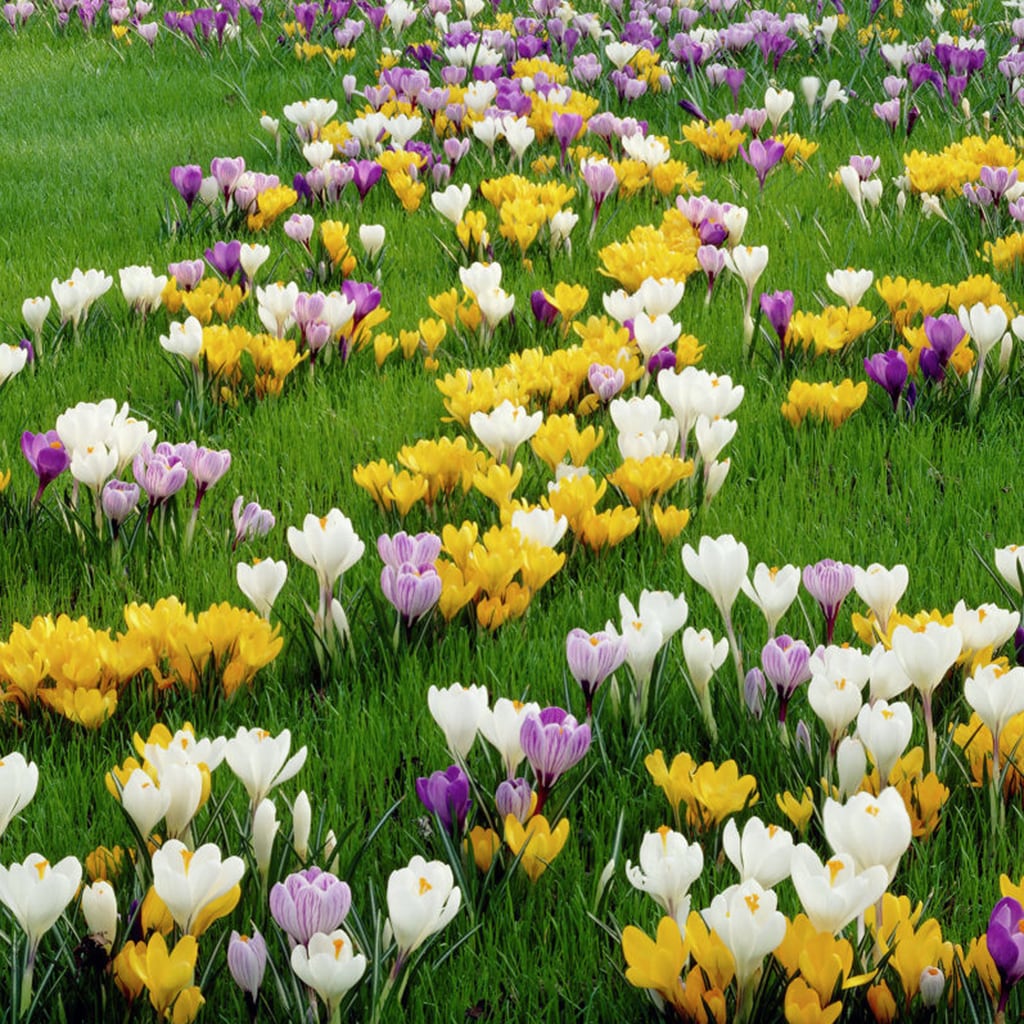 Lowe's 25 Count Crocus Large Flowering Blend Bulbs | 21428