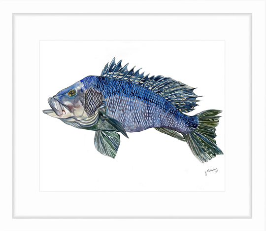 Black Sea Bass Watercolor Print