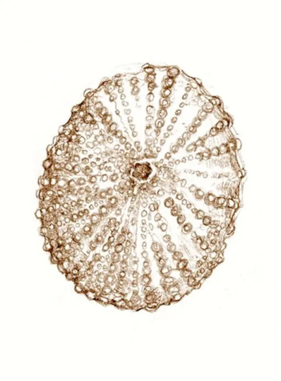 Art Drawing Print Sea Urchin, Beach Art, Ocean, "Notes From A Walk On The Beach-2" Original Art Free Shipping