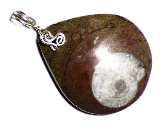 Natural Ammonite Necklace, Sterling Silver Wire Wrap, Real Fossil Pendant, Science Jewelry, Shell Gift, Invertebrate Stone Gift