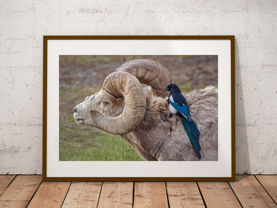 Bighorn Sheep Photograph, Fine Art Print, Cottage Cabin Decor, Wildlife Art, Canadian Nature Photography, Canvas & Metal