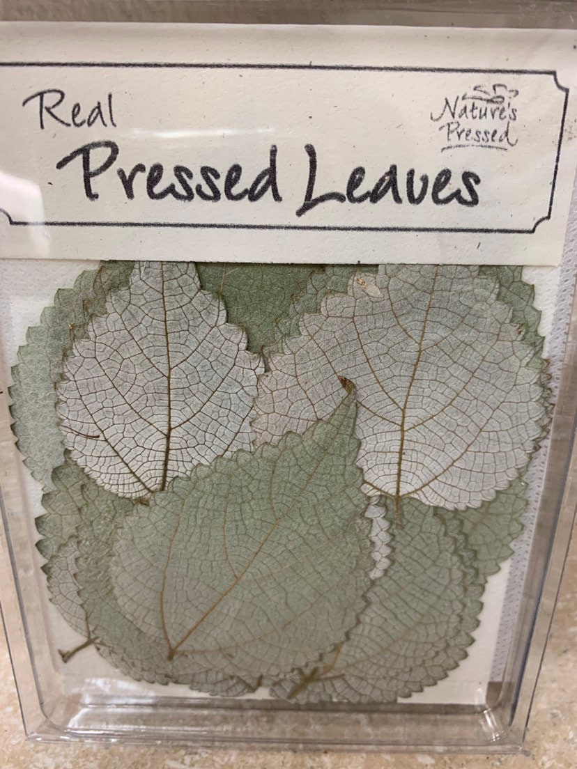Ramie Leaves 16 Leaves