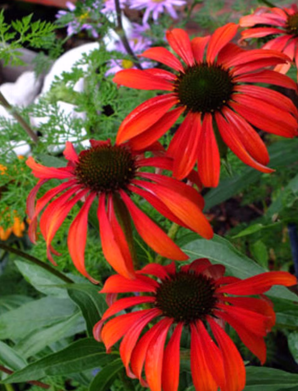 Echinacea | "Tomato Soup' Red Coneflower 1 Quart Size Free Shipping