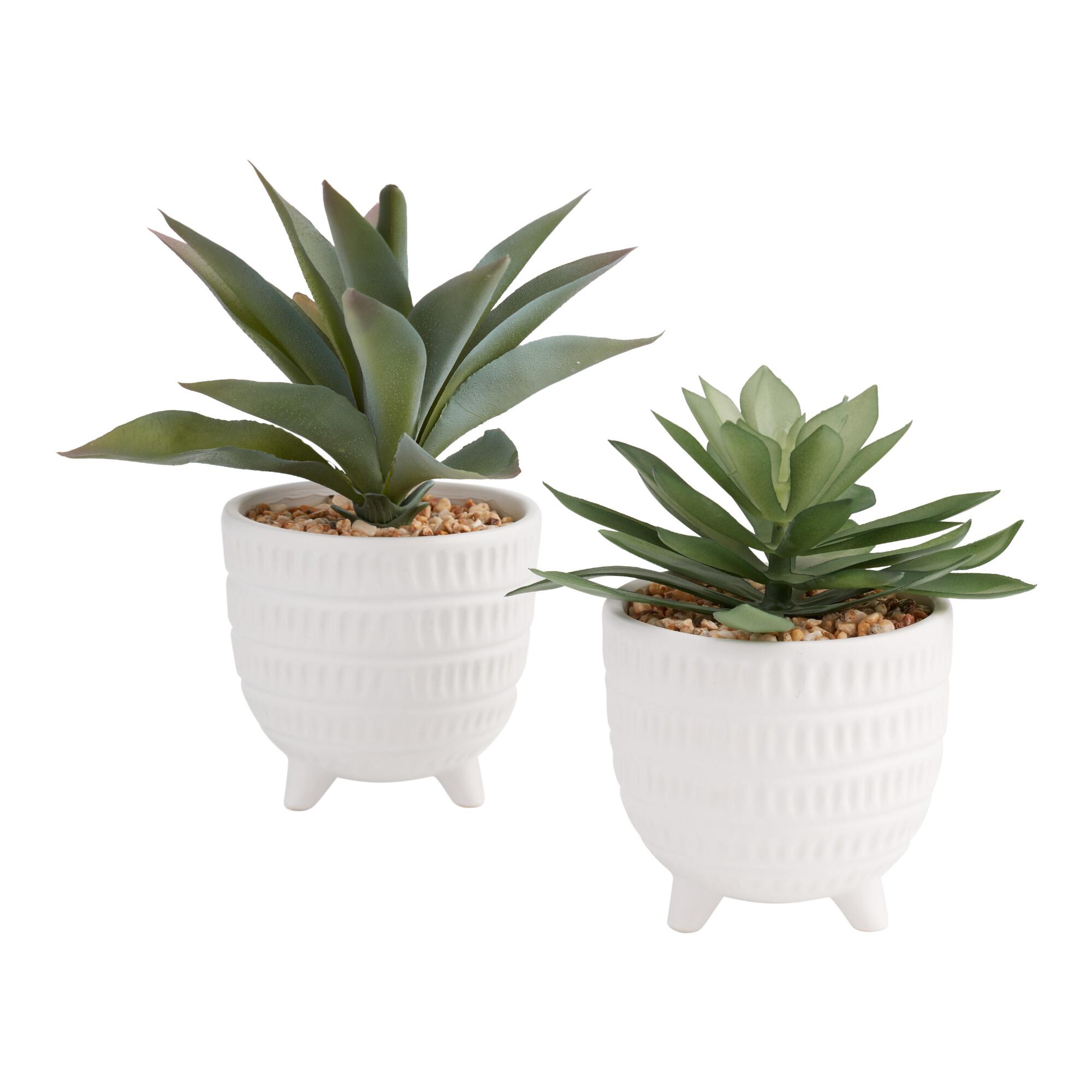 Faux Succulents in Footed Ceramic Pots Set of 2: Green by World Market