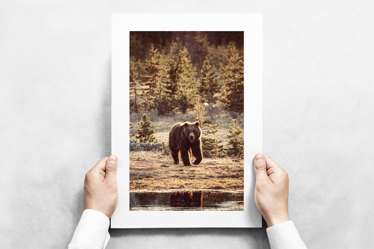 Sunset Grizzly Bear in Yellowstone