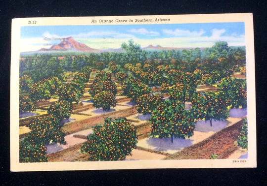 1940S Orange Grove Tree Postcard Arizona Vintage Souvenir