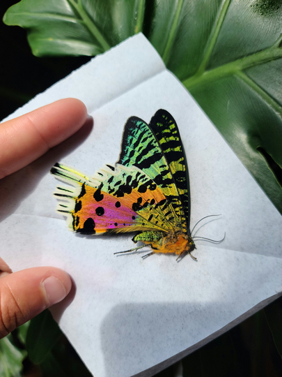Unspread Madagascar Sunset Moths// Chrysiridia Rhipheus// Unmounted Lot A1 Butterflies// Entomology