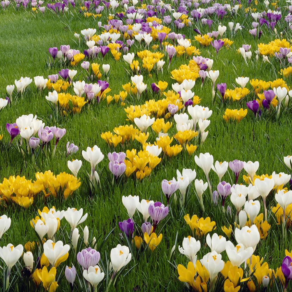 Lowe's 75 Count Crocus Large Flowering Blend Bulbs | 21430