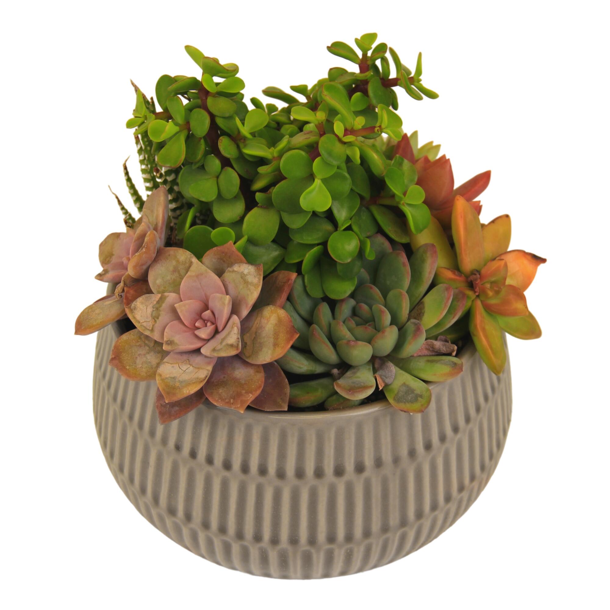 Live Succulent Plant Arrangement in Ribbed Ceramic Pot by World Market