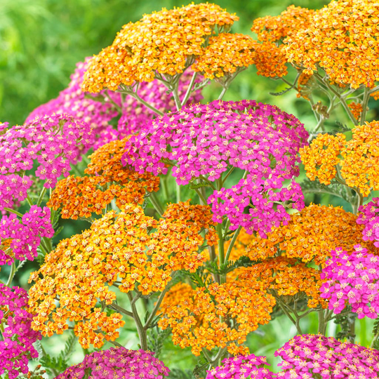 Van Zyverden 8-Count Yarrow Fragrant Terra Cotta Blend Bulbs | 83760
