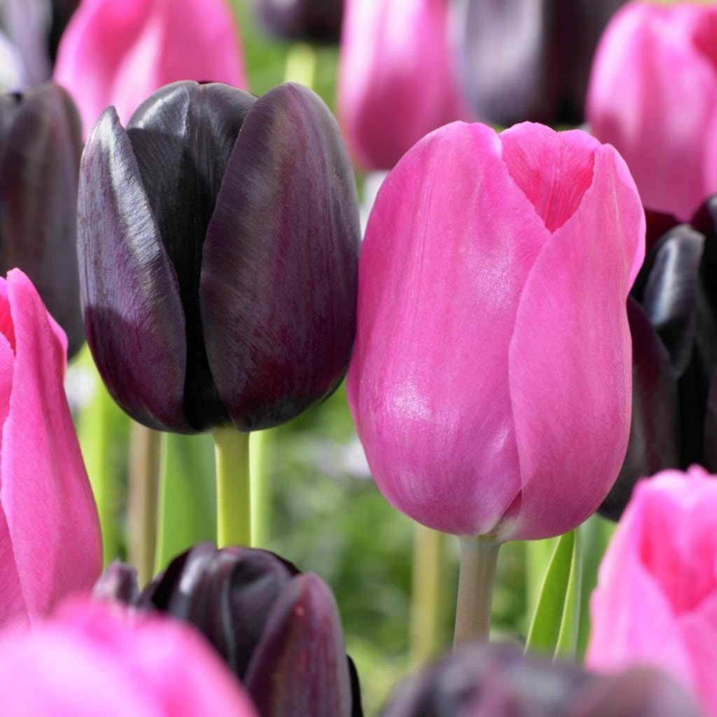 Lowe's 15 Count Tulips Lip Stick Blend Bulbs | 21586