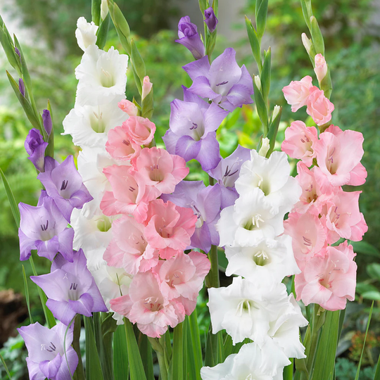 Lowe's 25-Count Gladiolus Best Pastel Blend Bulbs | 11256
