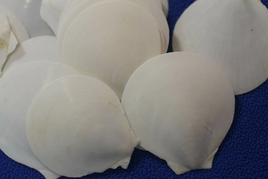 Beach Wedding White Seashells Flat/Smooth, Ss-80 Free Ship