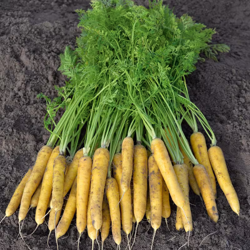 Carrot Yellow Moon Vegetable Seed. 100