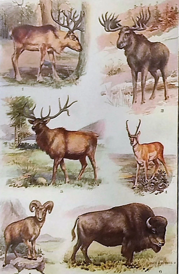 1931 Big Game Animals Print Matted Vintage 8x10 Elk Buffalo Deer Moose