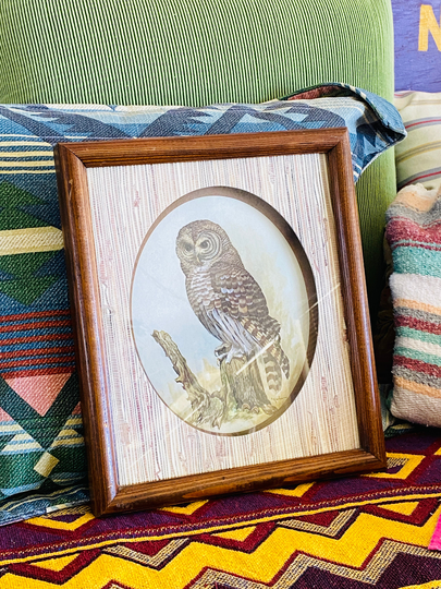Sweet 1970S Owl 3D Framed Print Vintage Barn Owl
