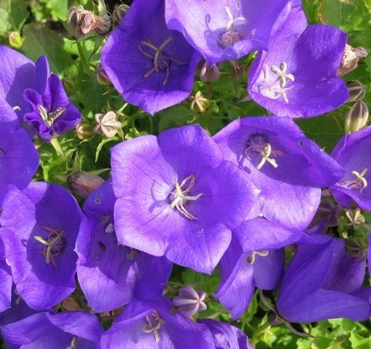 Bellflowers - Blend For Rock Gardens 0.3G/50 Organic Seeds Campanula Gmo Free