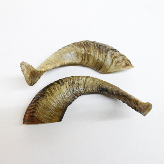 2 Sheep Horns #4918 Ram