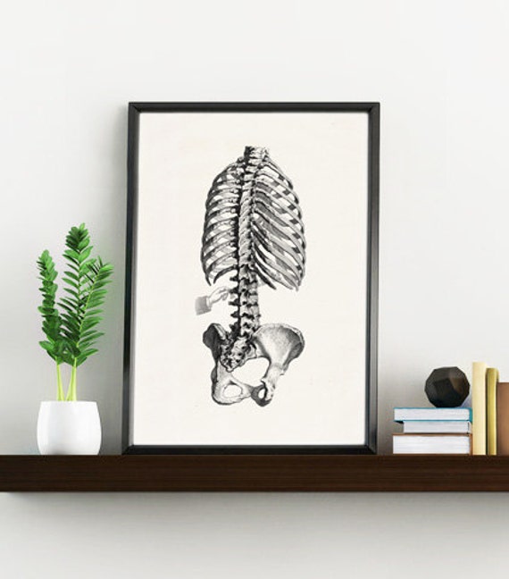 Wall Art Print Skeleton Trunk Study in Black Anatomy Wall Ska040Wa4