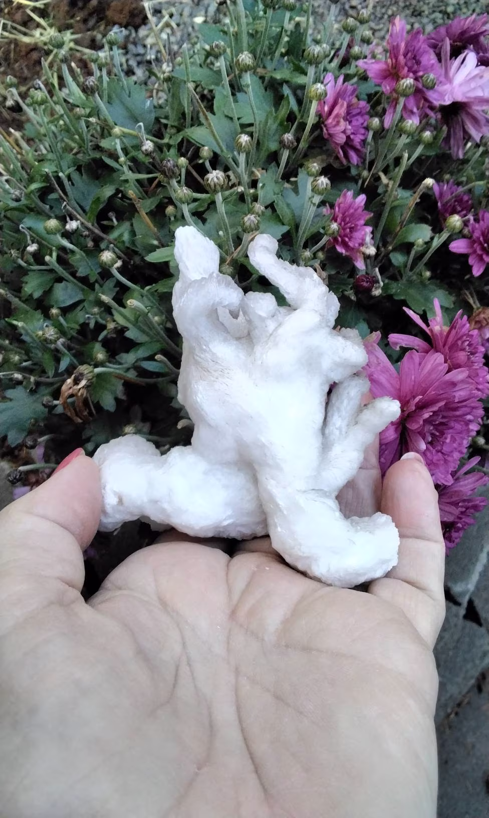 Rams Horn Selenite Display Specimen
