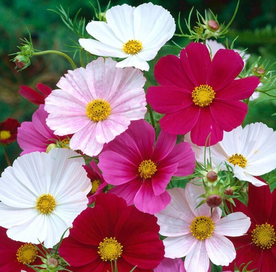 Cosmos Sensation Flowers Blend 1G/100 Organic Seeds - Bipinnatus Praecox Gmo Free