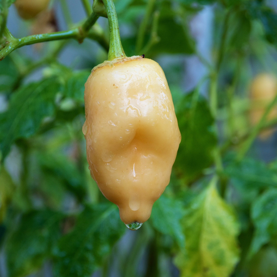 Pepper Aji Fantasy Peach Pepper. 10