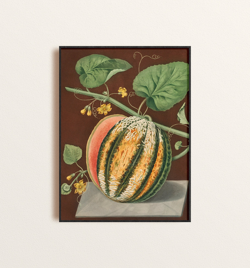 Vintage Melon Fruit Illustration Art Print, Cantaloupe Botanical Poster, Print Wall Art, Kitchen Or Dining Room Decor