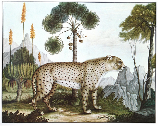 Cheetah Art Print, Aloys Zötl Bestiarium, Painting, Vintage Animal Art, Jungle Decor, Safari Wall Antique Zoology Illustration