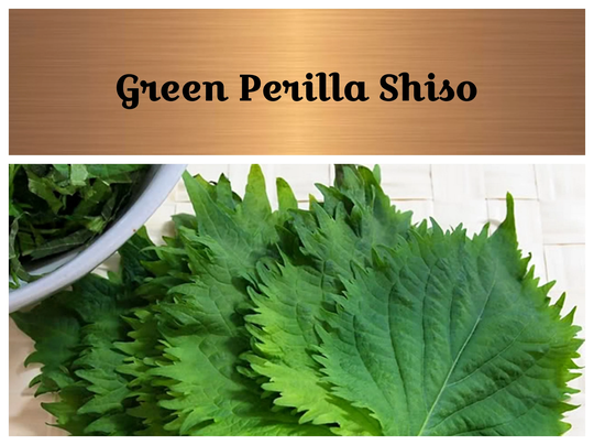 Shiso, Green - 200 Seeds Asian Culinary Herb Non Gmo | Perilla Frutescens