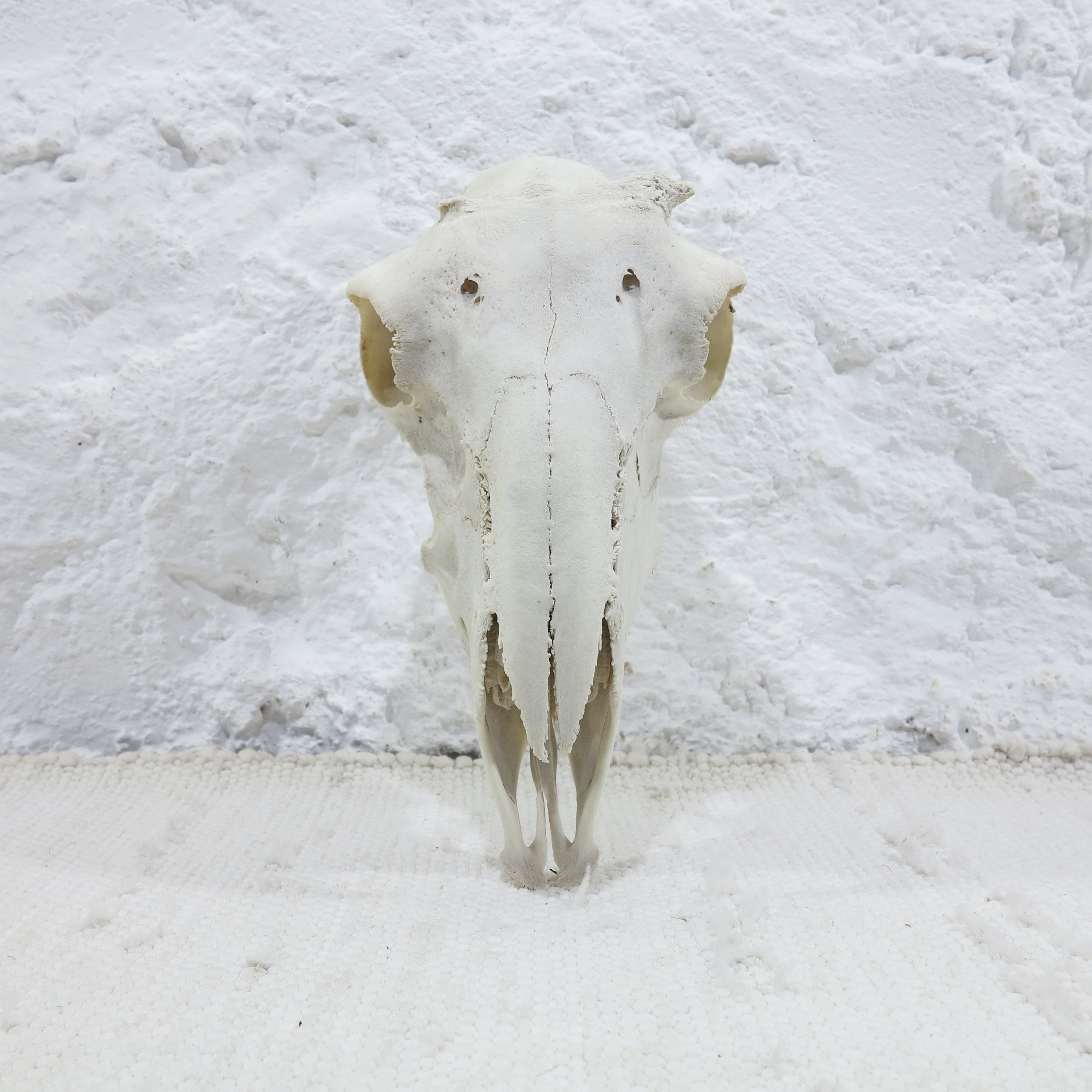 Ram Skull