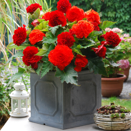 Van Zyverden 5-Pack Frimbriata Begonias Blend Bulbs | 83006
