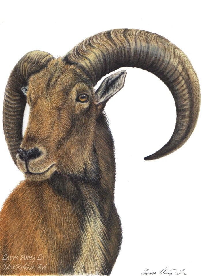Aoudad - Fine Art Print- African Sheep By Laura Airey Le Barbary Colored Pencils Africa Goat Ram