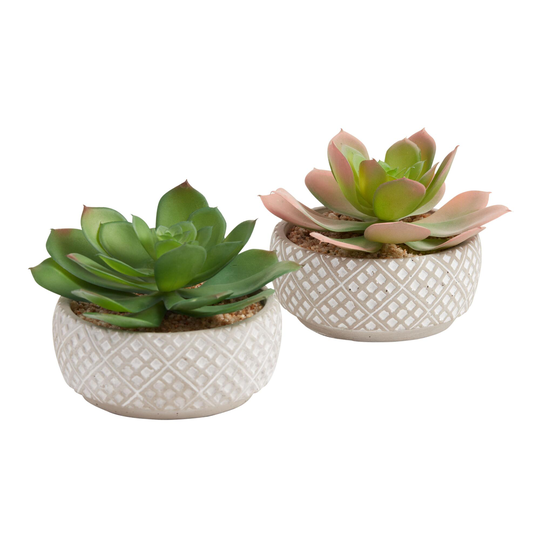 Faux Echeverias in Geo Cement Pots Set of 2: Multi - Plastic by World Market