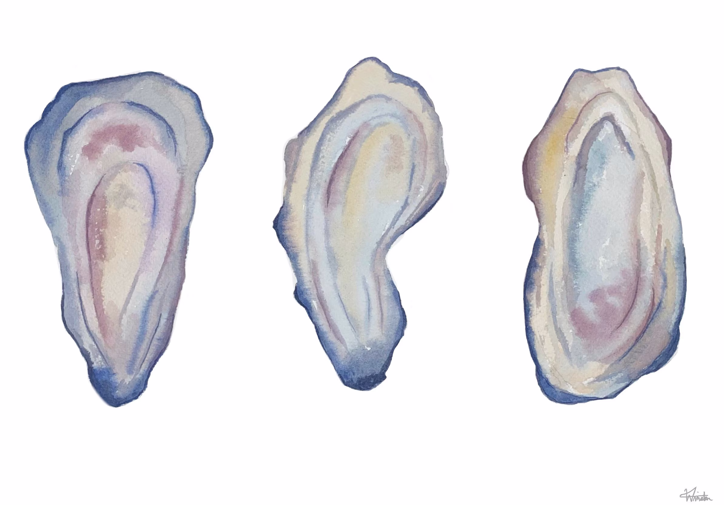 Oysters. Print Of Winstonwatercolors Original Painting, 9x12
